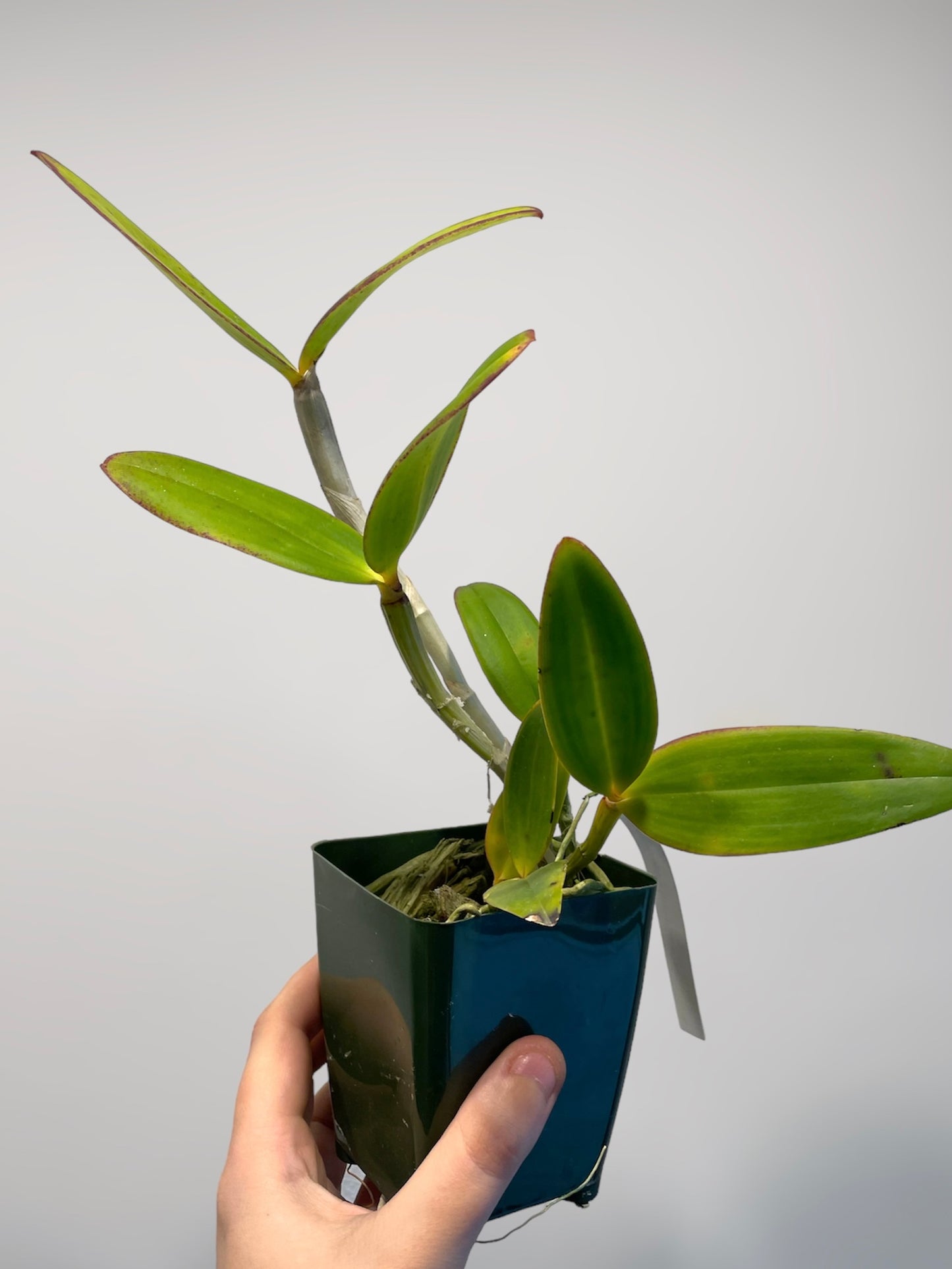 C. amethystoglossa (alba ‘Vitoria’ x albescens ‘Beijinho no Ombro’) 4in