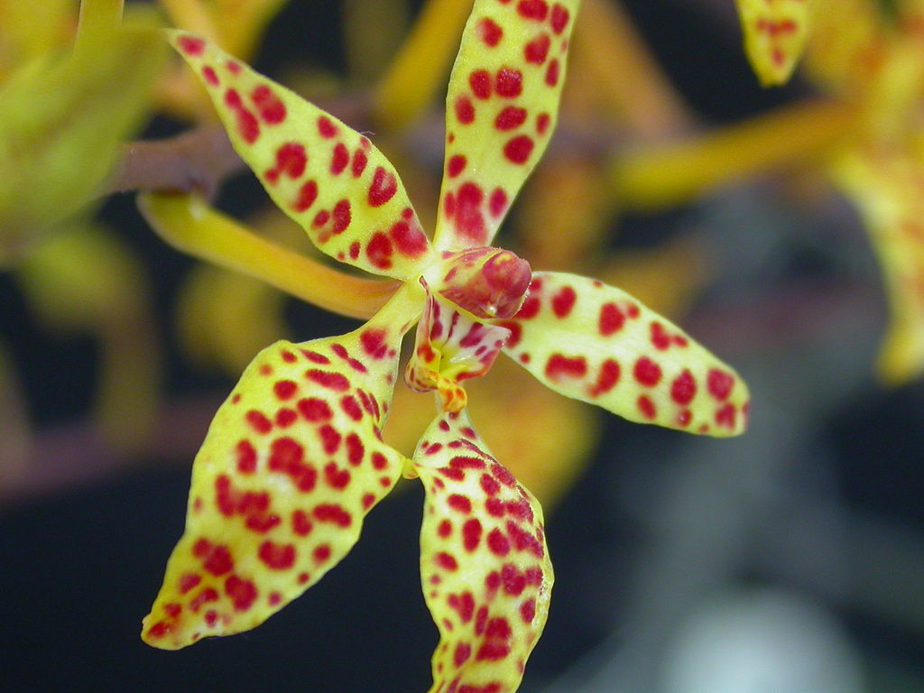 Renanthera monachica (basket)