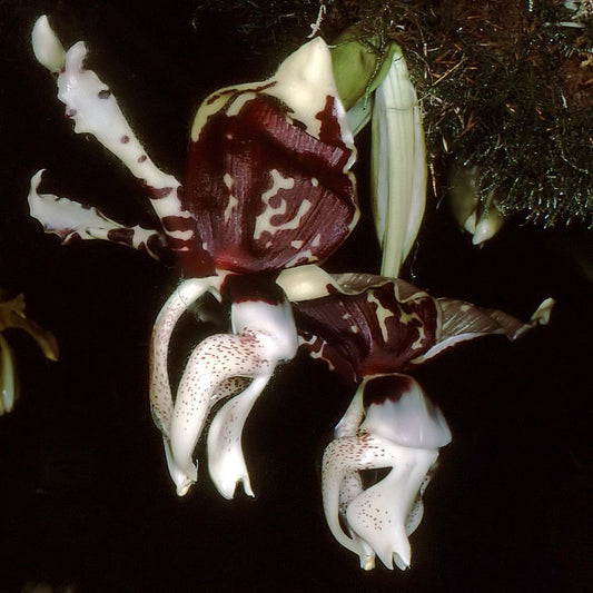 Stanhopea tigrina var nigroviolacea 2in
