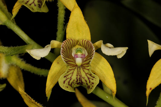 Den. macrophyllum x self 4in