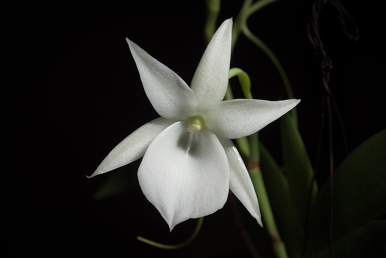 Angraecum leonis x sib 4in