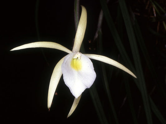 Brassavola perrinii (tuburculata) x sib 4in