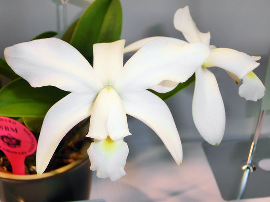 C. violacea f. alba x sib 5in