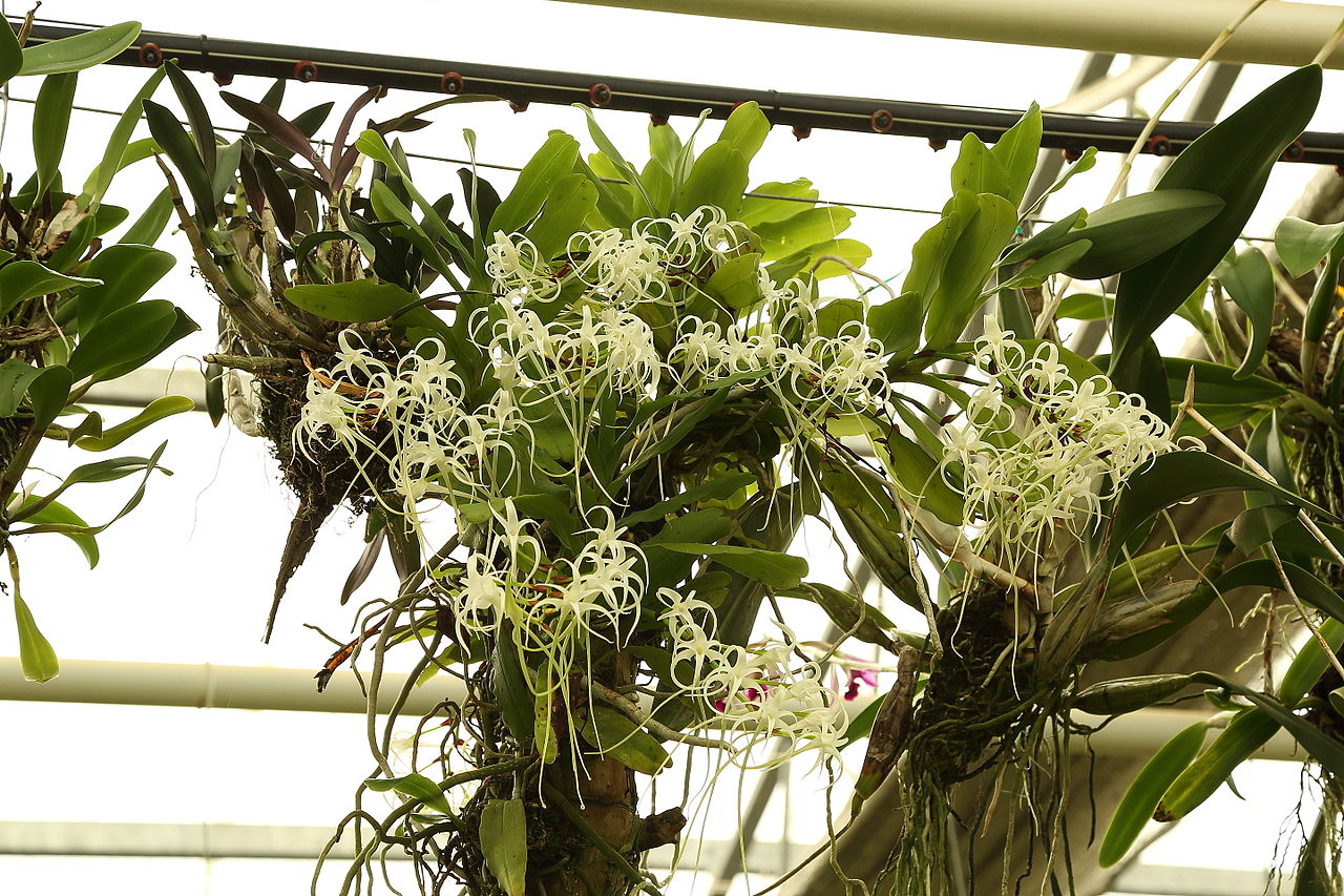Cyrtorchis chailluana x sib 4in