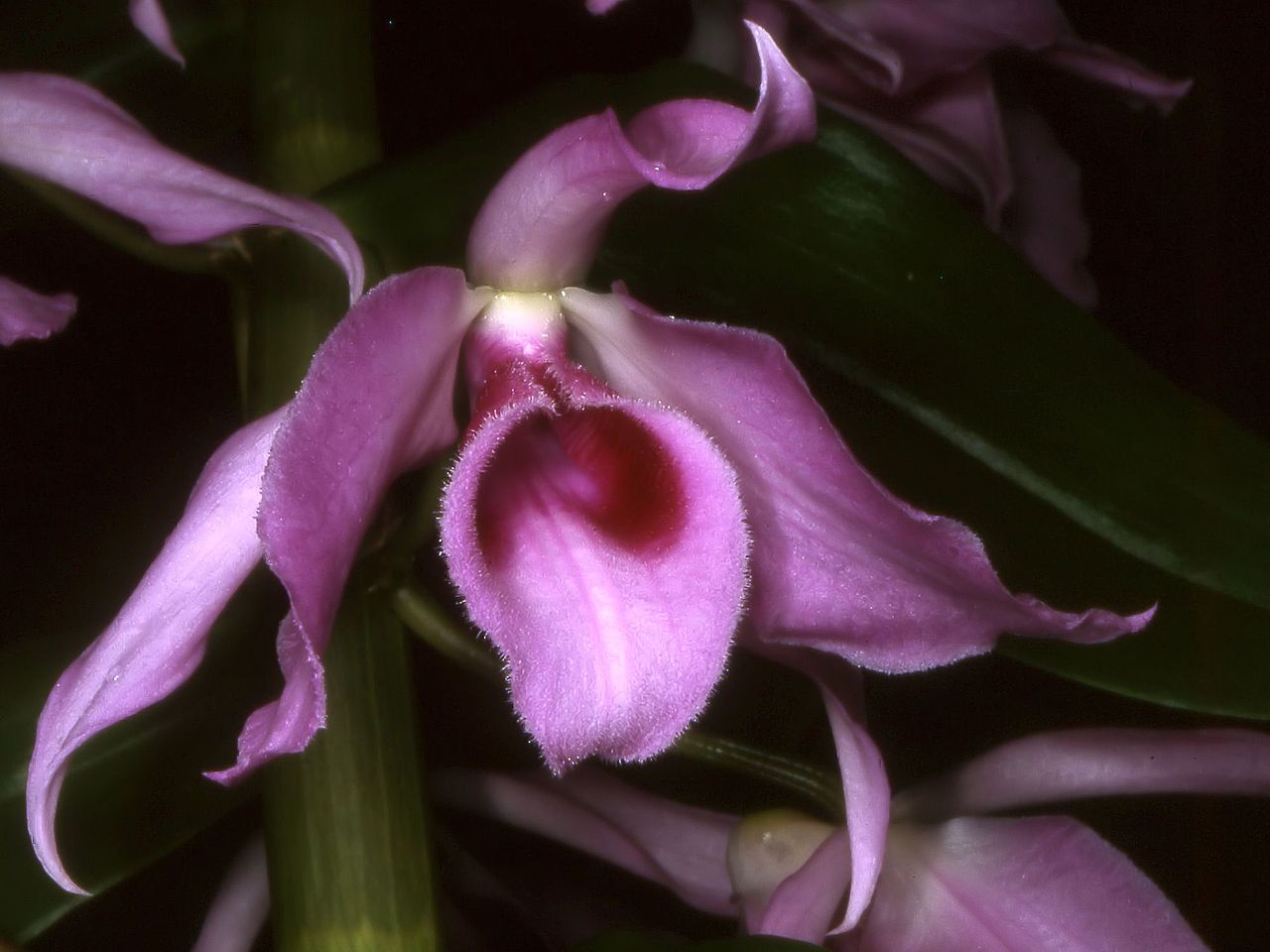 Den. anosmum Lavender 2in
