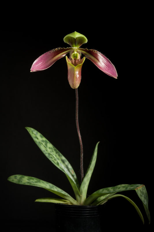 Paphiopedilum appletonianum 3in