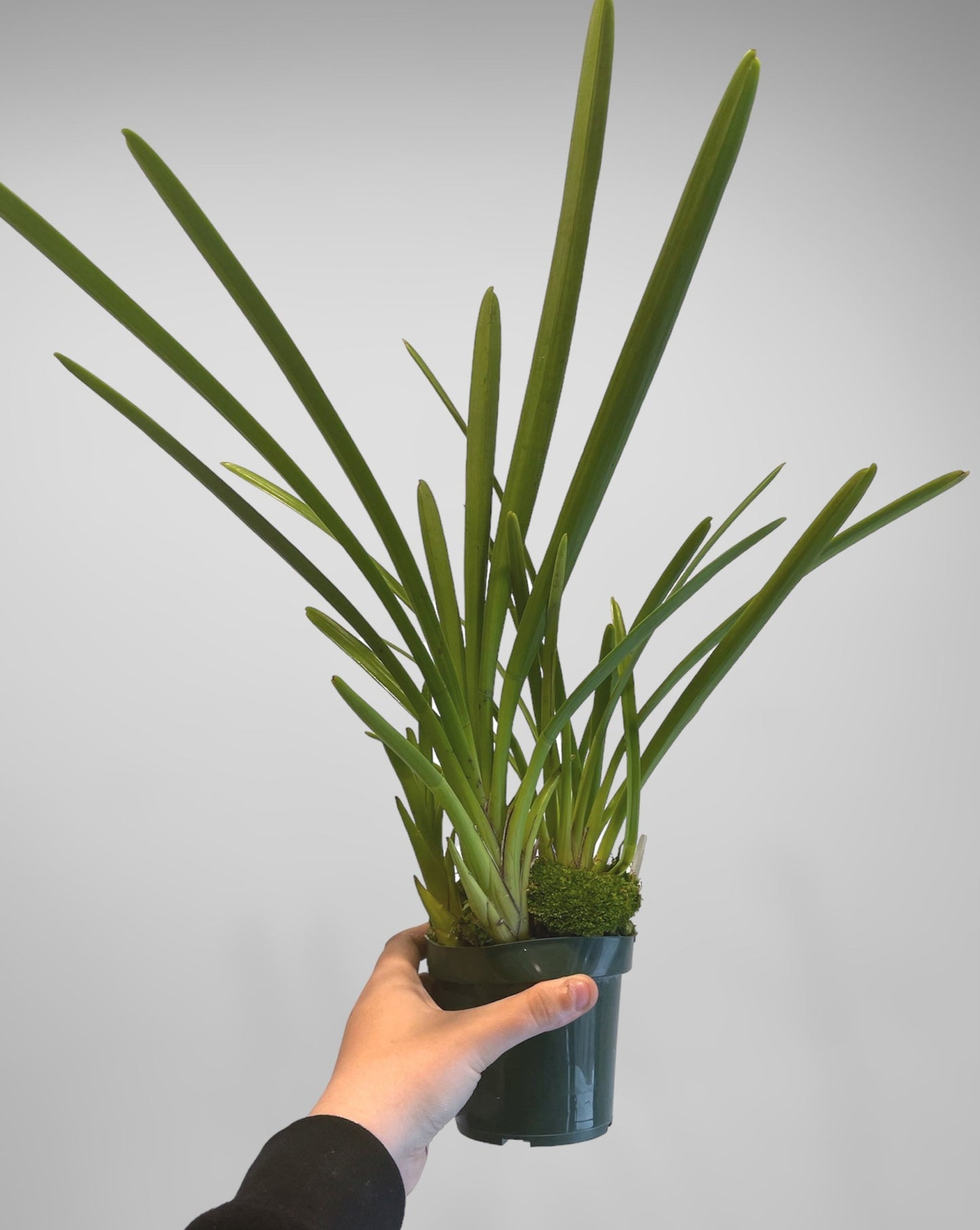 Cymbidium atropurpureum 6in