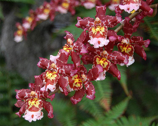 Oncostele Eye Candy 'Pinkie'