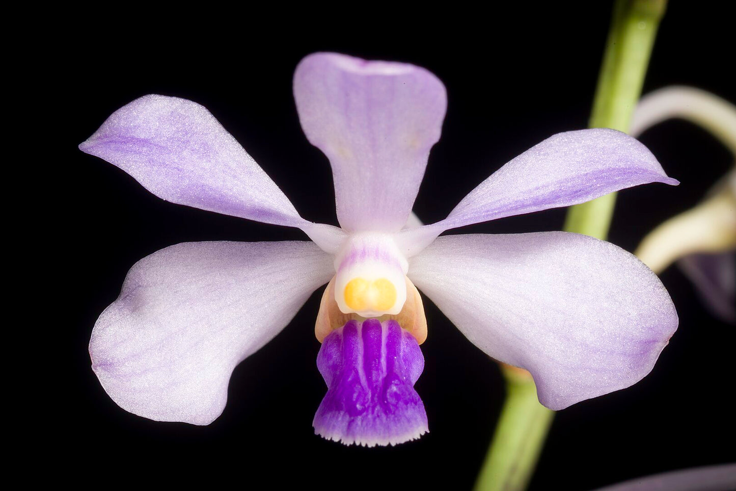 Vanda coerulescens x sib (pink) 4in