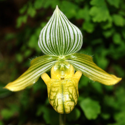 Paphiopedilum venustum var alba x sib 3in