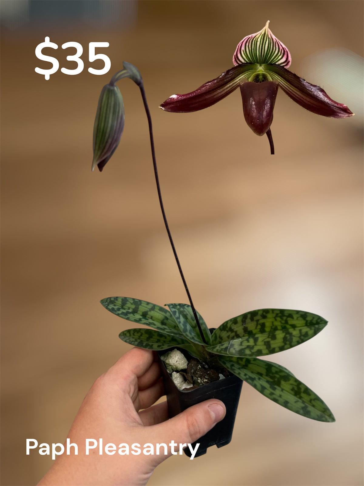 Paphiopedilum Pleasantry 3in (Local Only)