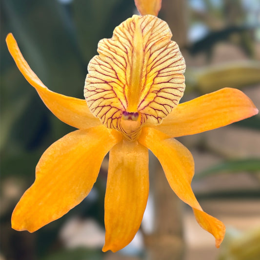 Dendrobium Pixie Charm 4in