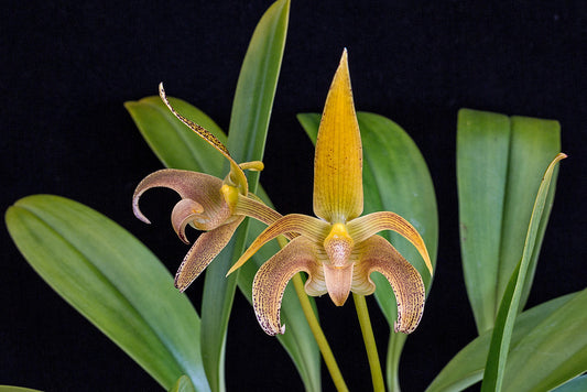 Bulb. lobbii ‘Spots Narathiwat’ x sib 3in