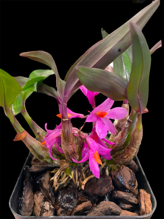 Dendrobium Hibiki (bracteosum x laevifolium) 3in