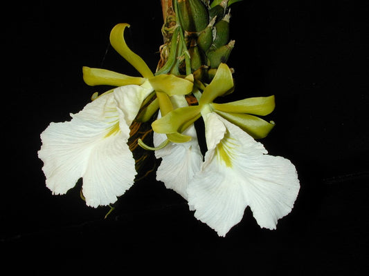Encyclia mariae (mounted)