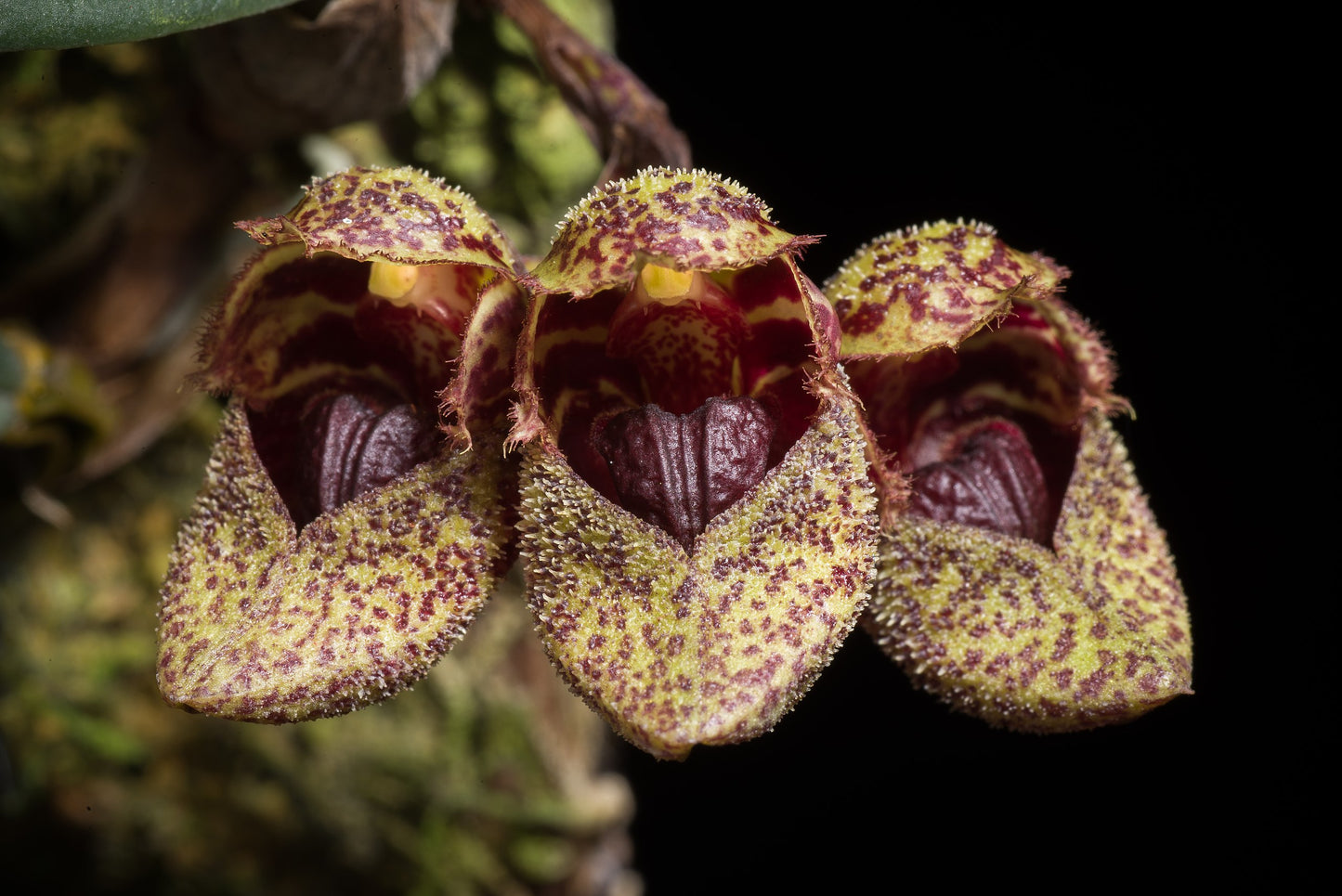 Bulbophyllum virescens x frostii 3in