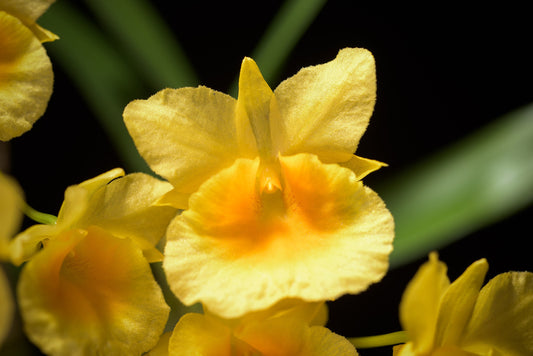 Den. capillipes (mount)