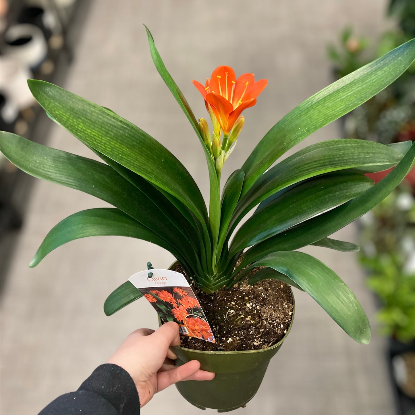 Clivia miniata (Natal Lily) 6in