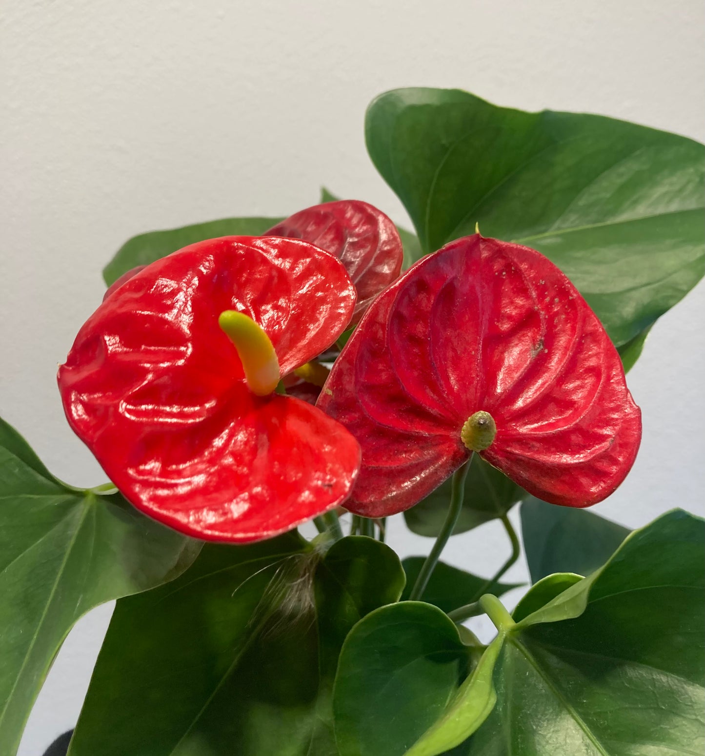 Anthurium Flowering (Red) 4in