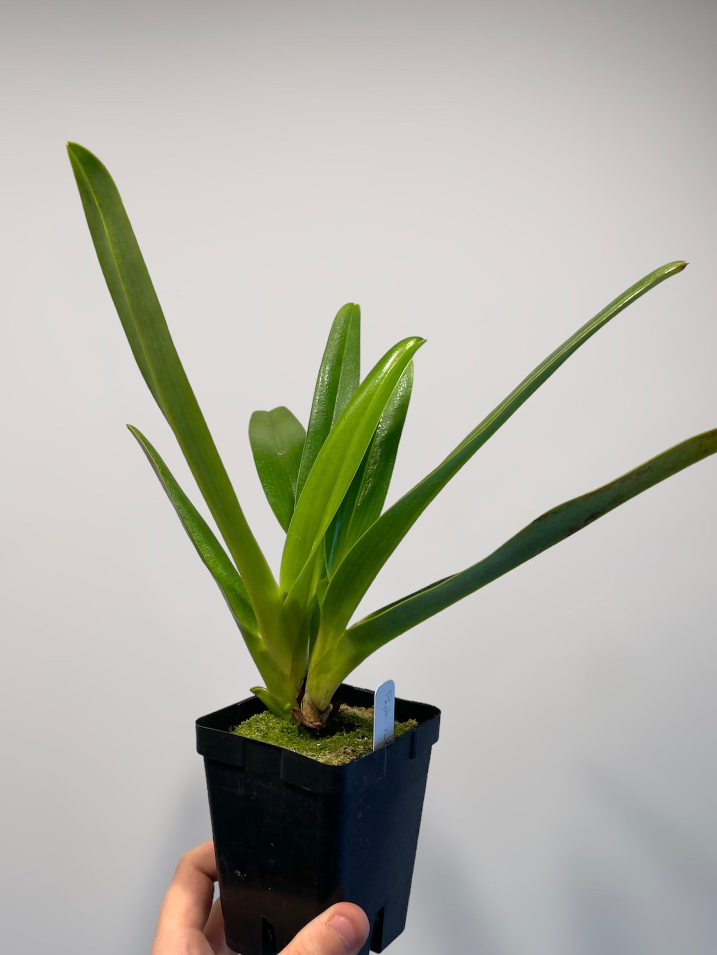 Paph. rothschildianum 4in