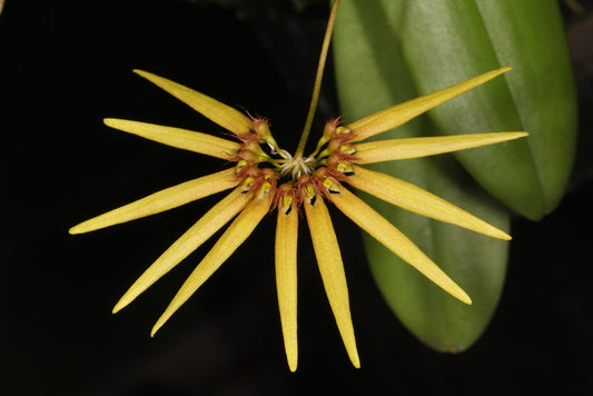 Bulb. serratotruncatum 3in