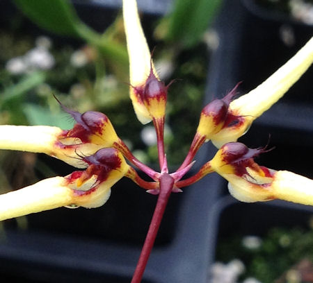 Bulb. serratotruncatum 3in