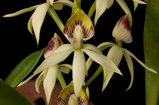 Prosthechea trulla x sib 4in