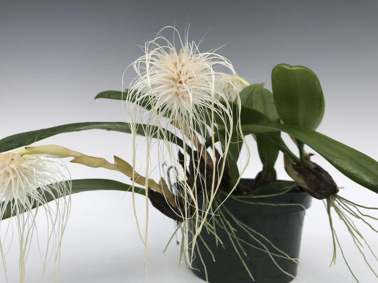 Bulbophyllum cercanthum x medusae 3in