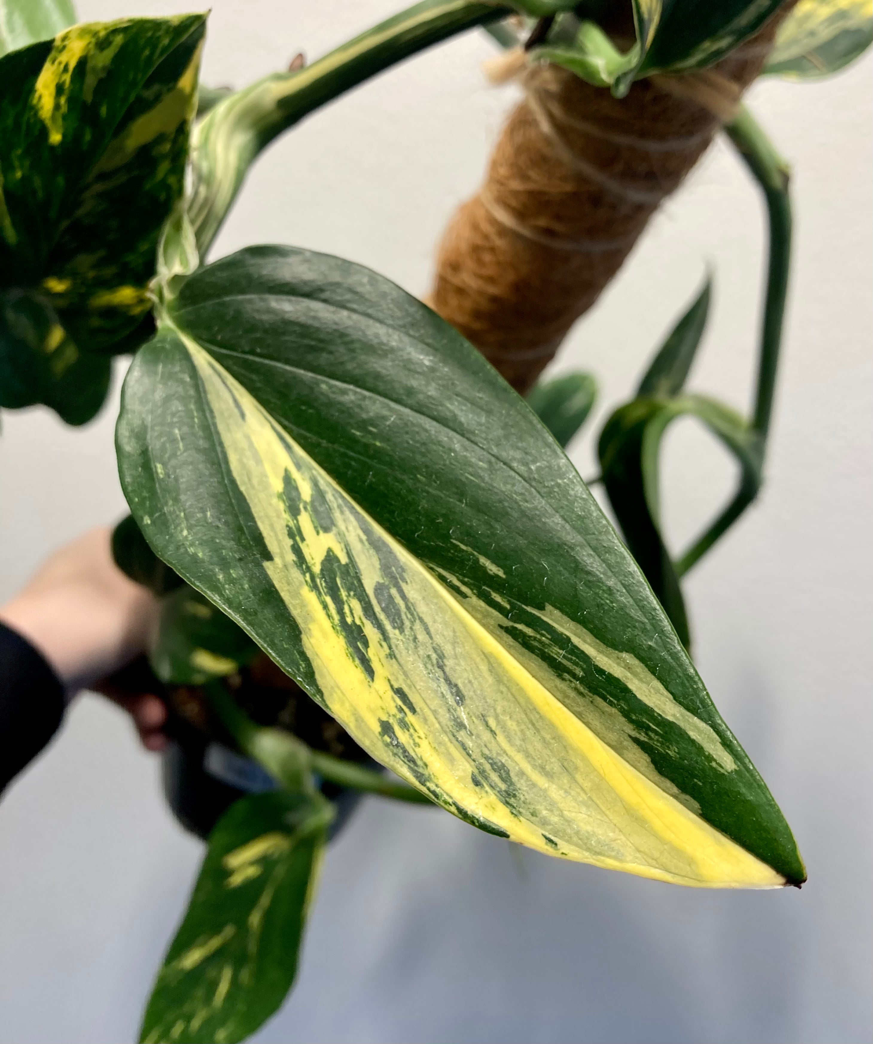 Monstera high quality Standleyana Aurea