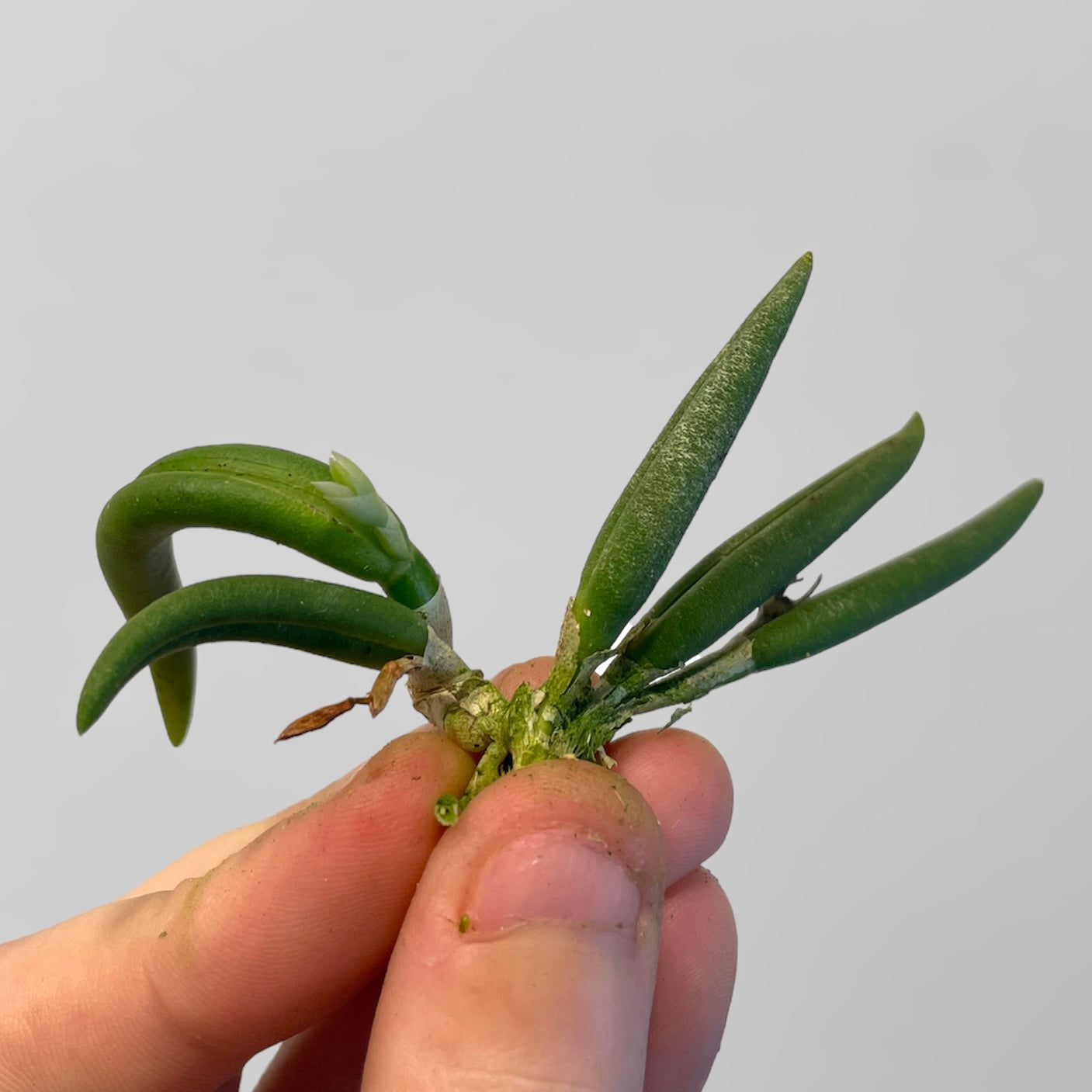 Leptotes bicolor 4N (division)