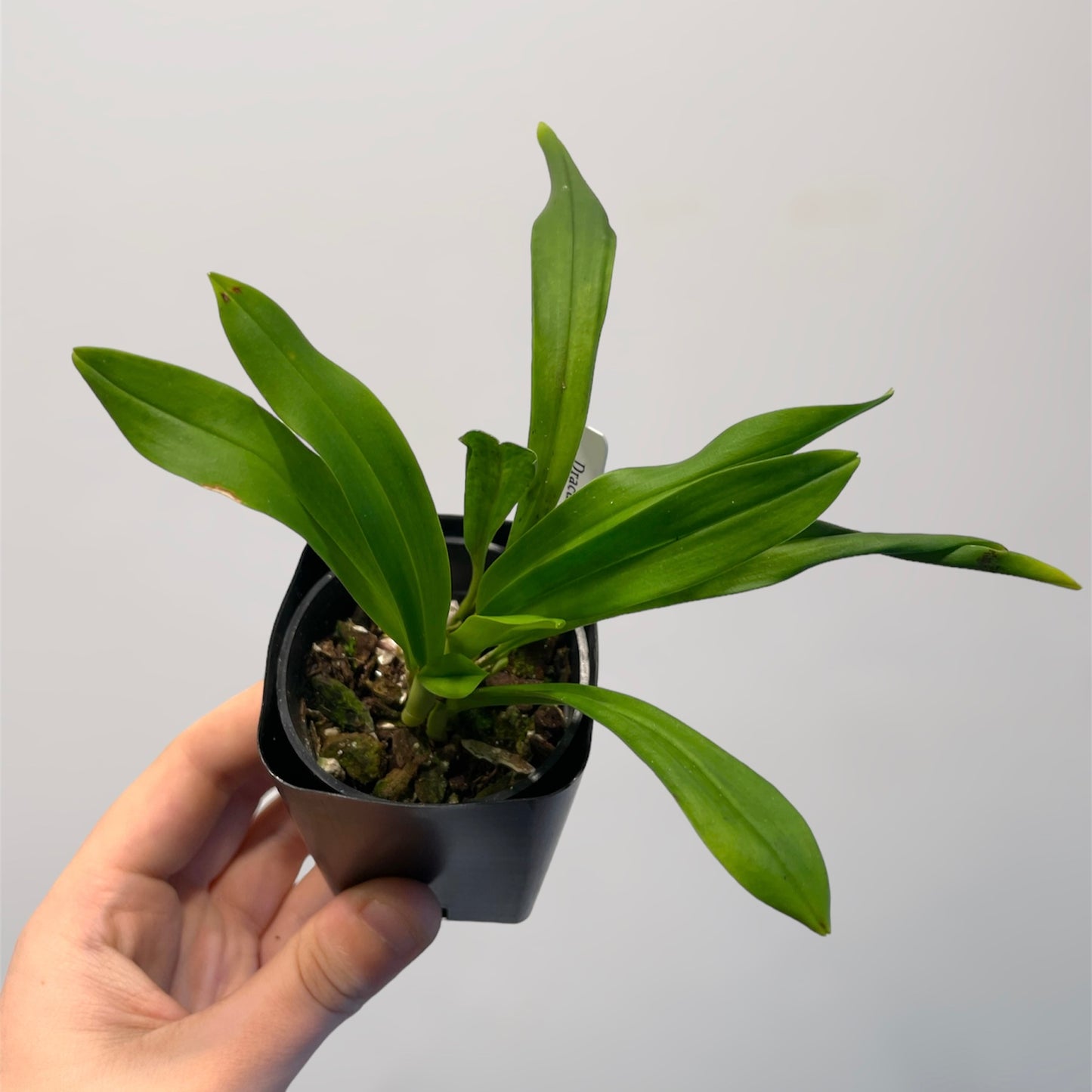 Dracula inaequalis 3in