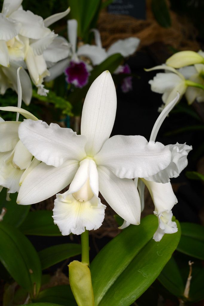 Bc. South Miami (B. nodosa x C. harrisoniana alba) 4in