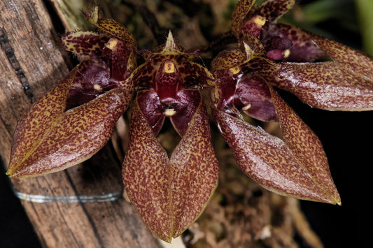 Bulb. annandalei x frostii 3in