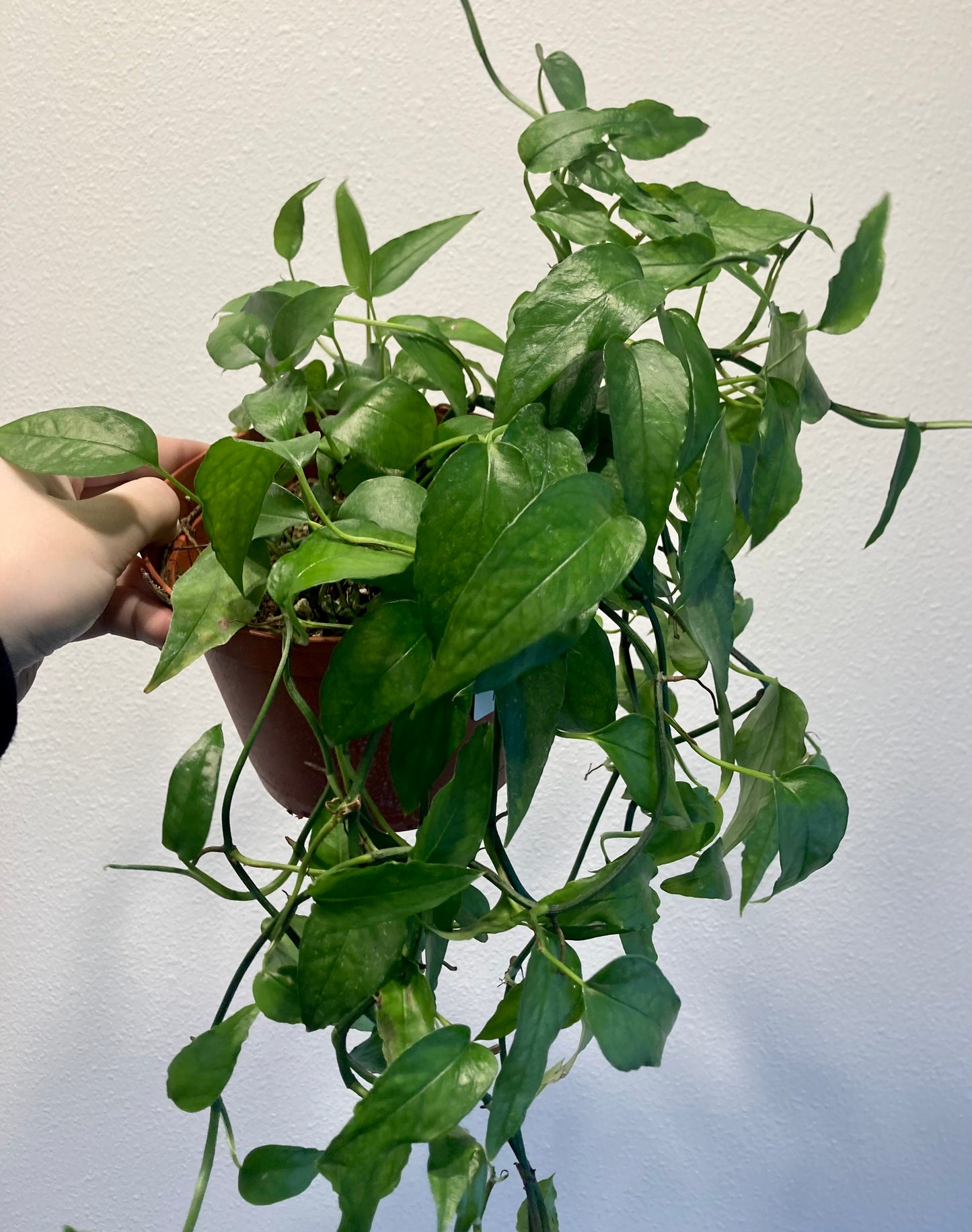 Epipremnum pinnatum 'Skeleton Key' 6in