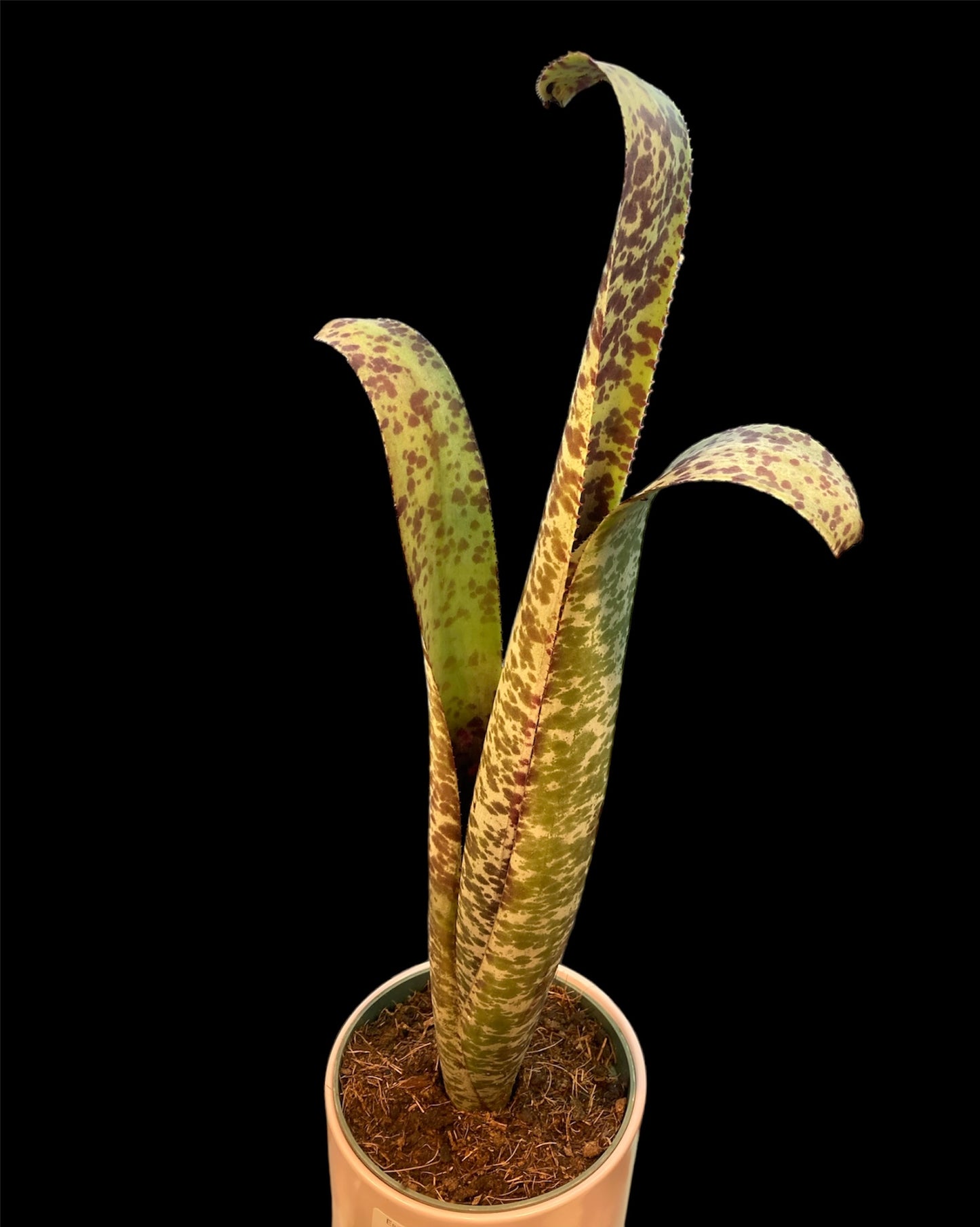 Quesnelia marmorata 4in