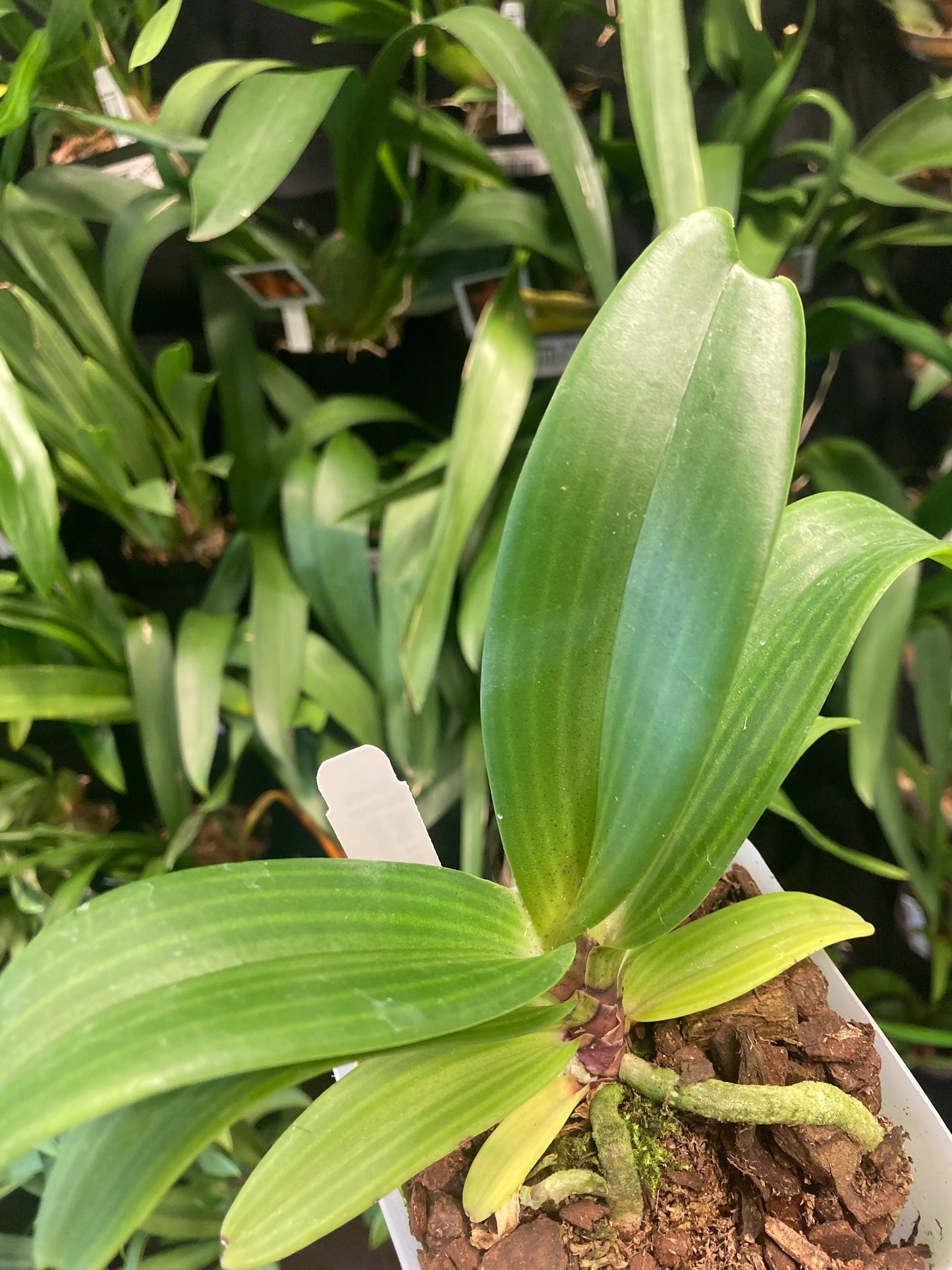 Rhynchostylis gigantea x sib 'Cartoon' 4in