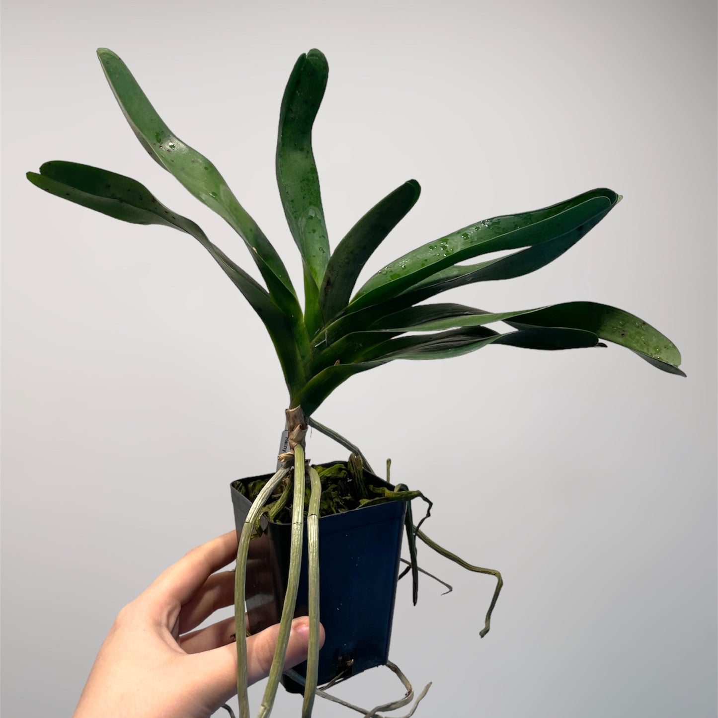 Angraecum sesquipedale x sib 4in