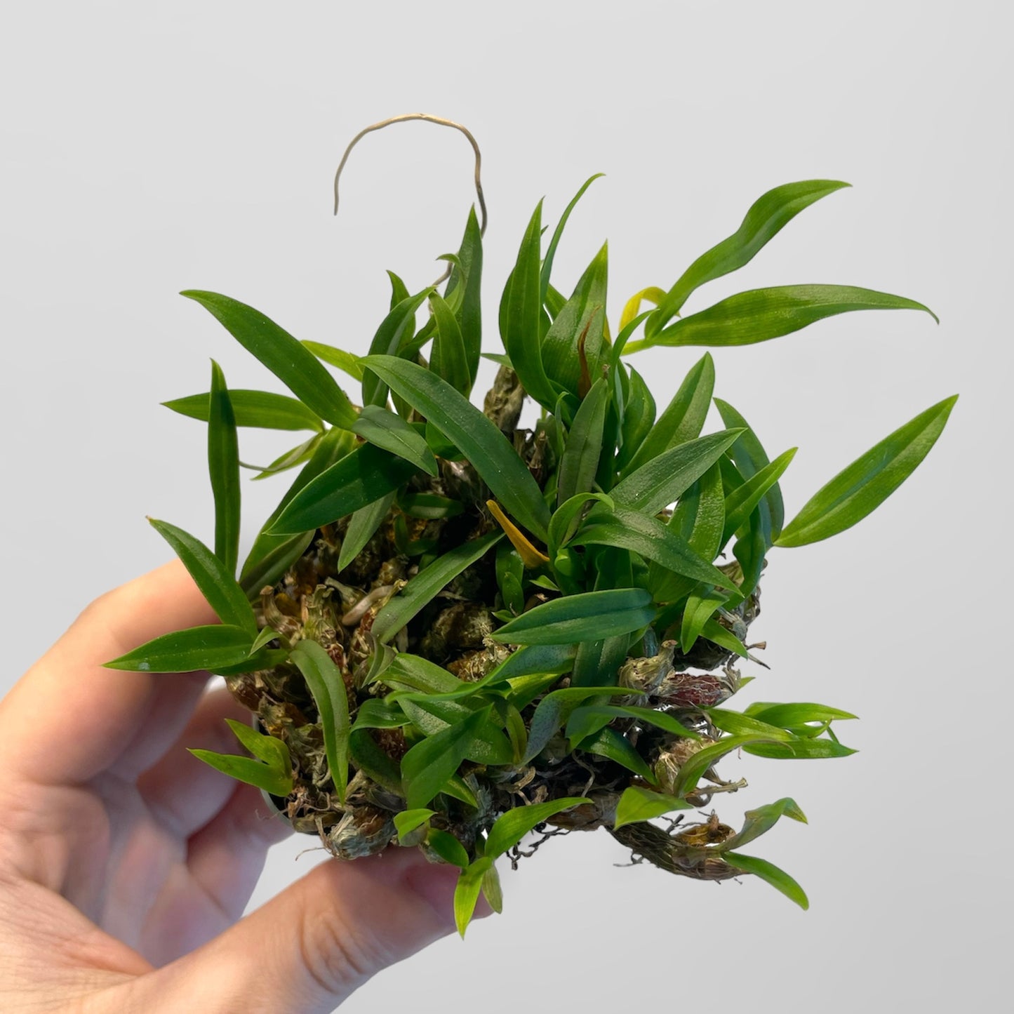 Dendrobium hekouense x sib (division)