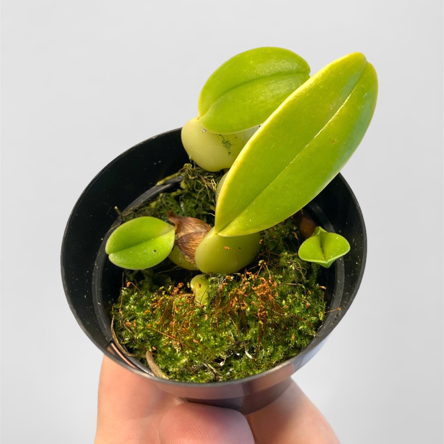 Bulbophyllum barbigerum 2in