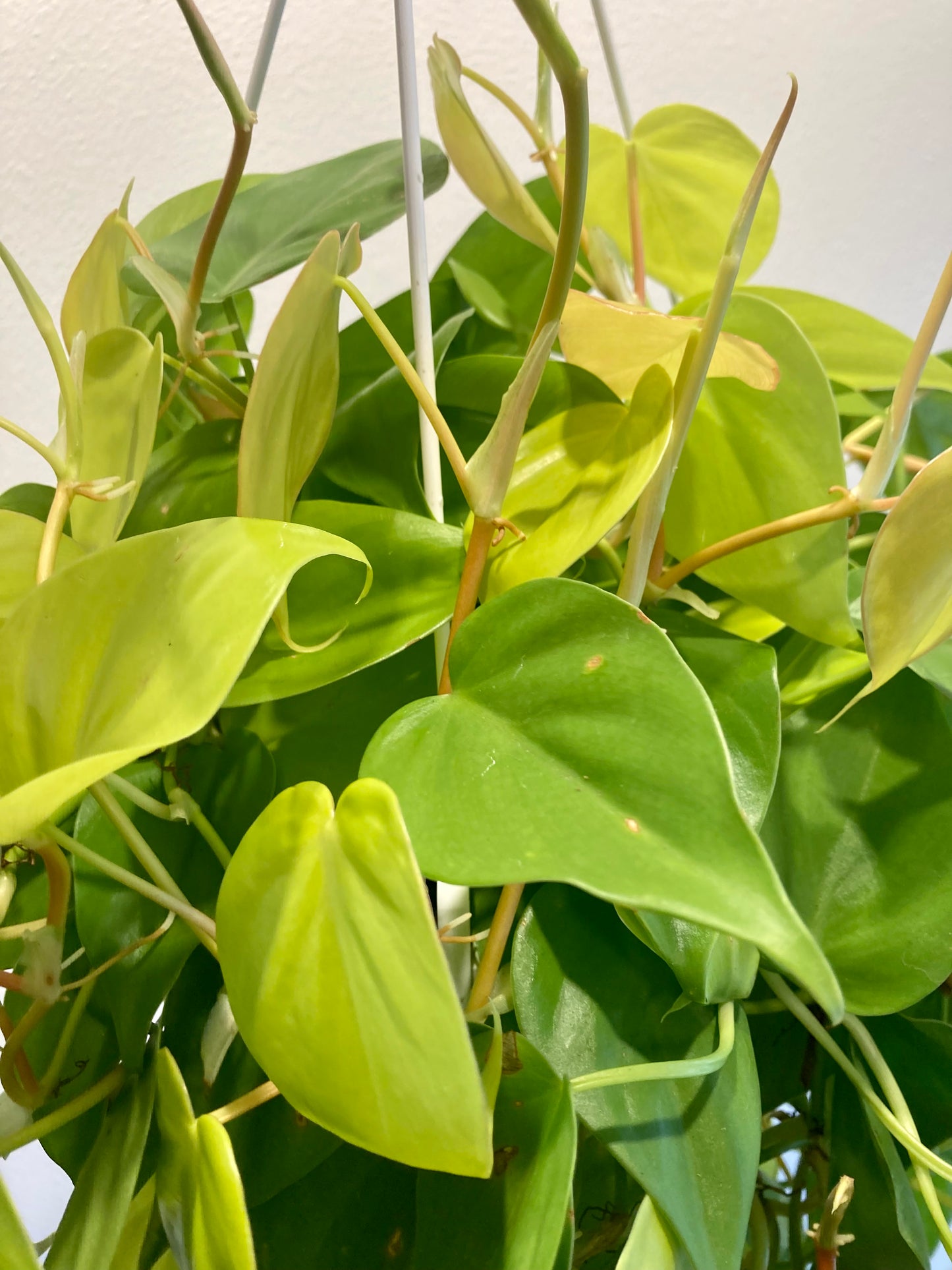 Philodendron heder. 'Aureum' 8in HB