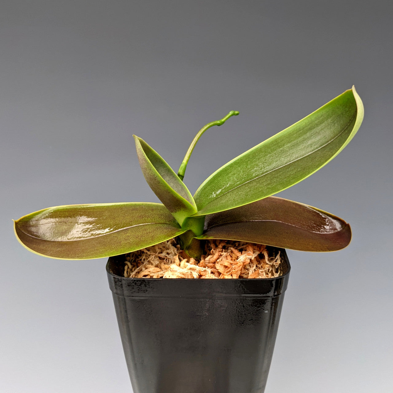 Phalaenopsis stuartiana v. nobilis (RARE yellow strain) 3in