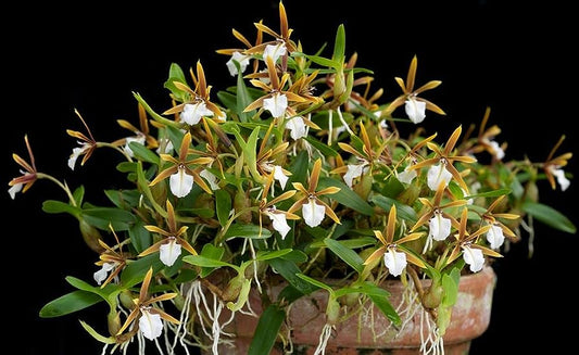 Encyclia polybulbon (mounted)