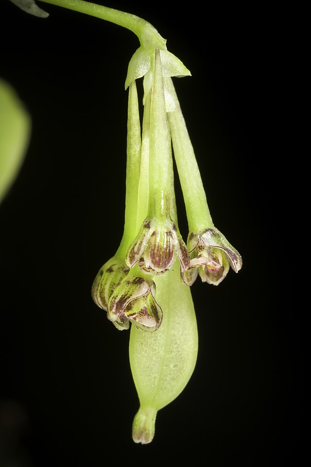 Bulb. physometrum (mount)