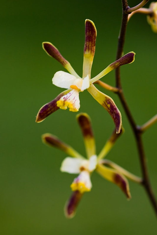 Encyclia alata x sib 4in