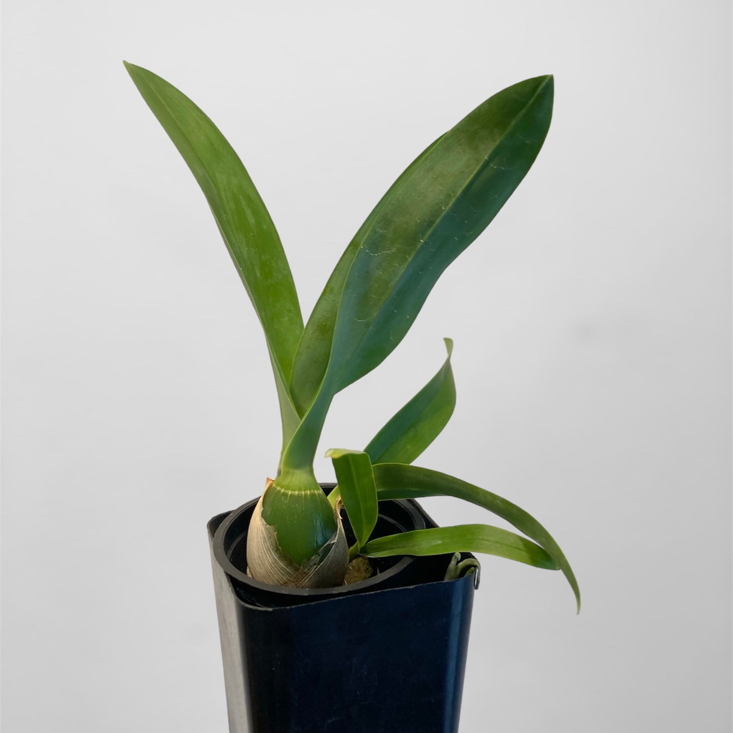 Encyclia mariae 3in