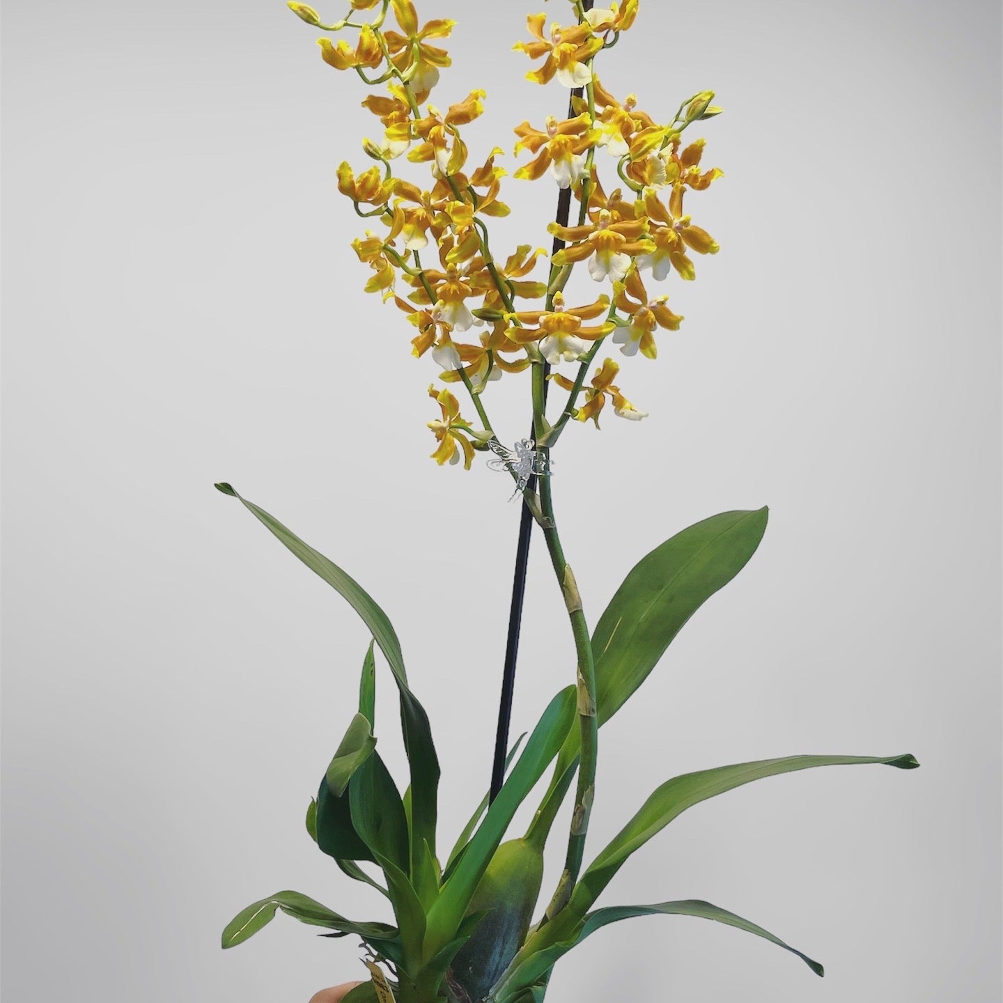 Oncostele Hilo Firecracker 'Lucky Strike' 4in