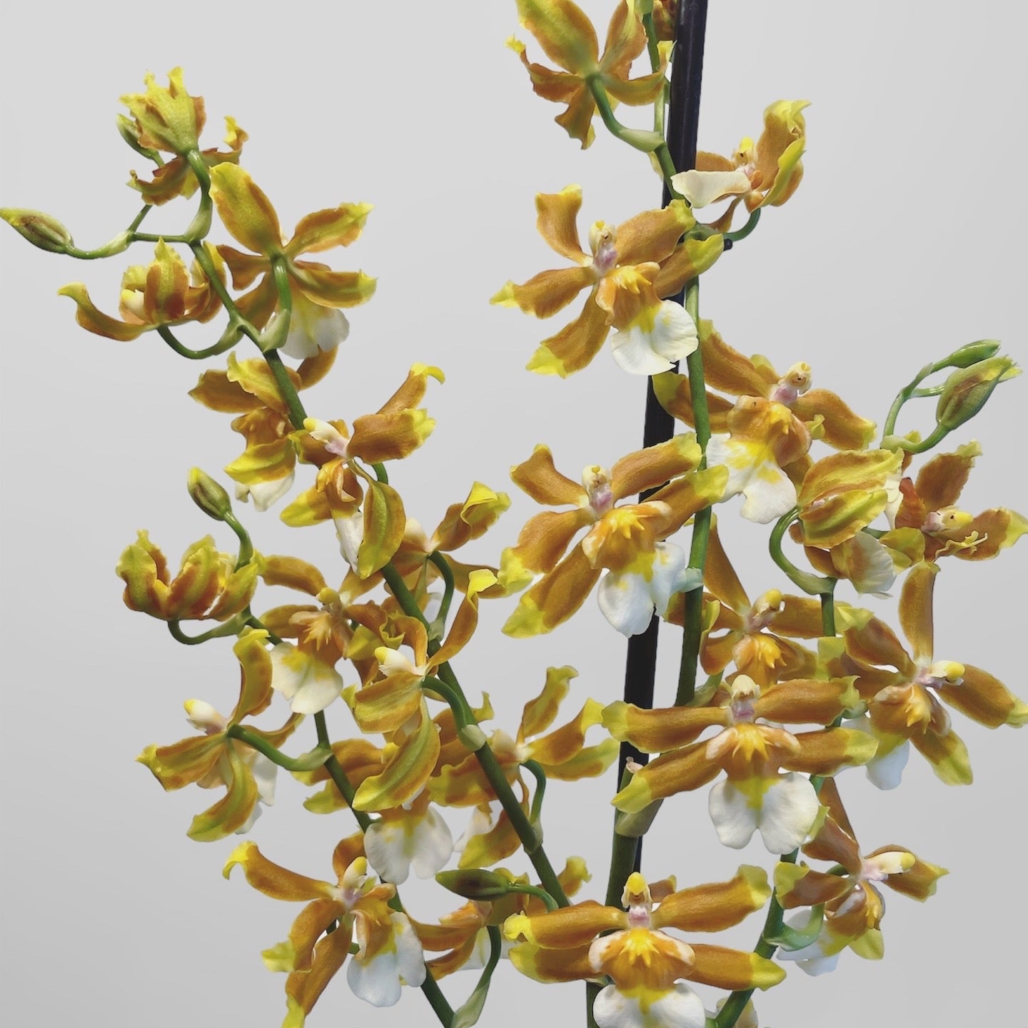 Oncostele Hilo Firecracker 'Lucky Strike' 4in