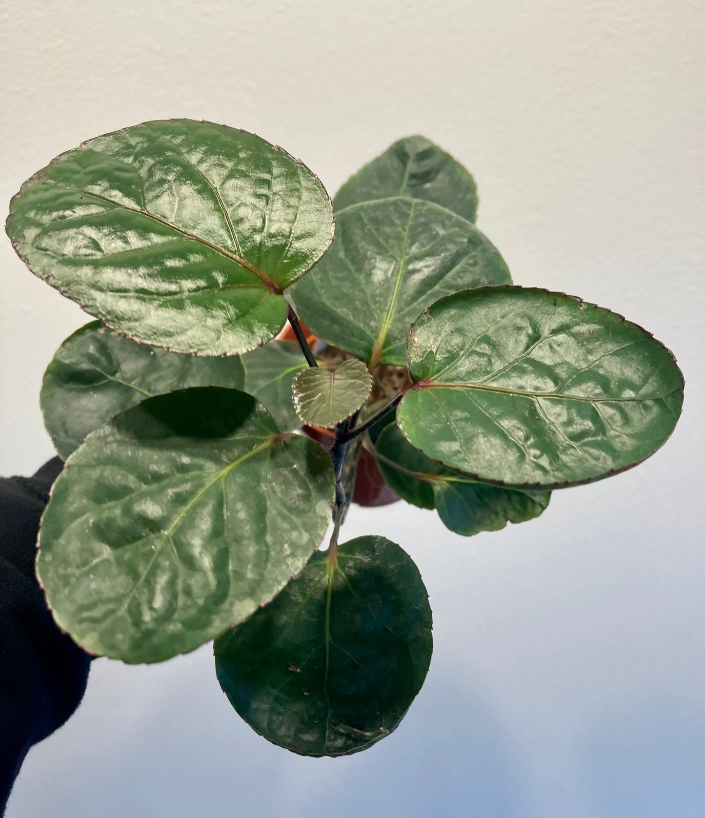 Polyscias scutellaria 'Fabian' 4in