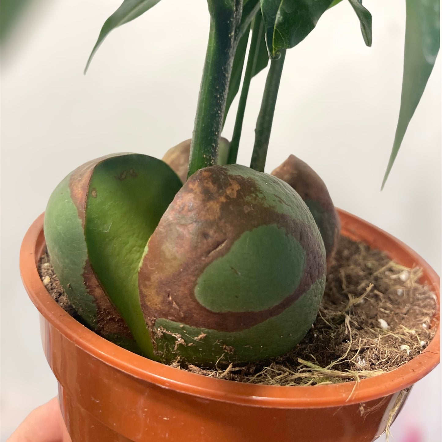 Castanospermum australe (Lucky Bean) 4in