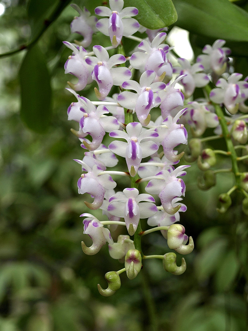 Aerides odorata x sib 4in